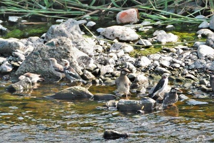 コムクドリ、ムクドリ2020.08.14平塚（撮影　鈴木真由美）