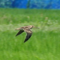 オオジシギ幼鳥、飛行2020.08.04平塚（撮影　鈴木真由美）