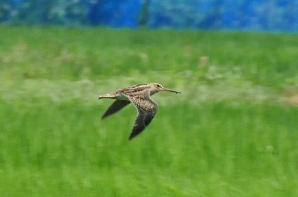 オオジシギ幼鳥、飛行2020.08.04平塚（撮影　鈴木真由美）