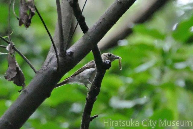 イモムシを捕ったキビタキ幼鳥2020.07.29平塚（撮影　鈴木真由美）.jpg