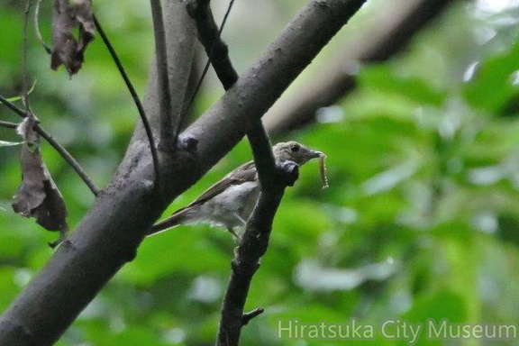 イモムシを捕ったキビタキ幼鳥2020.07.29平塚（撮影　鈴木真由美）