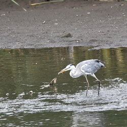 平塚と大磯の鳥（撮影　岡根武彦）