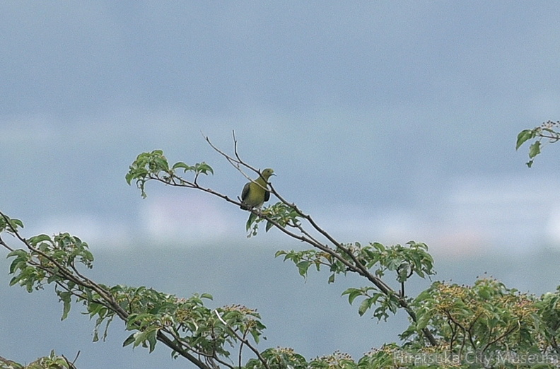 アオバト♂2020.07.30平塚（撮影　岡根武彦）.jpg