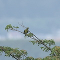 アオバト♂2020.07.30平塚（撮影　岡根武彦）