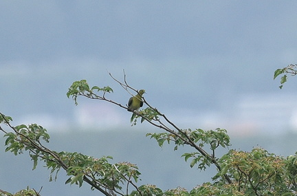 アオバト♂2020.07.30平塚（撮影　岡根武彦）