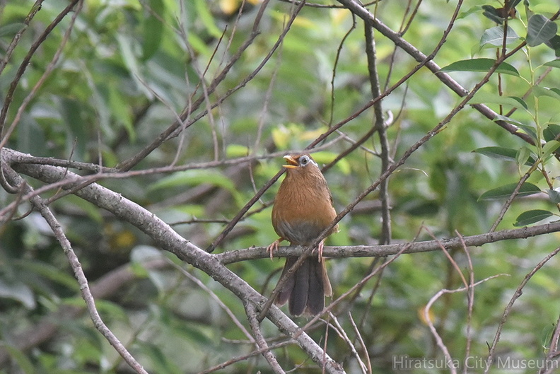 ガビチョウ2020.07.31平塚（撮影　岡根武彦）.jpg