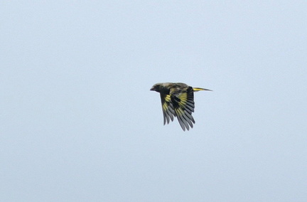 カワラヒワ幼鳥2020.08.07平塚（撮影　岡根武彦）