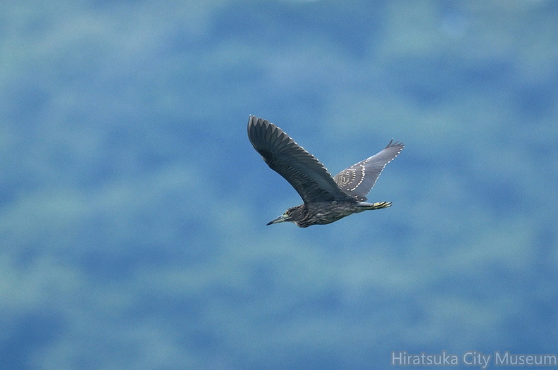 ゴイサギ若鳥2020.08.16平塚（撮影　岡根武彦）.jpg