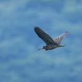 ゴイサギ若鳥2020.08.16平塚（撮影　岡根武彦）