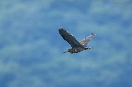 ゴイサギ若鳥2020.08.16平塚（撮影　岡根武彦）