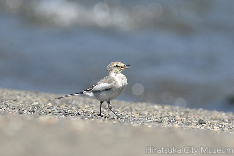 ハクセキレイ幼鳥2020.08.21平塚（撮影　岡根武彦）.jpg