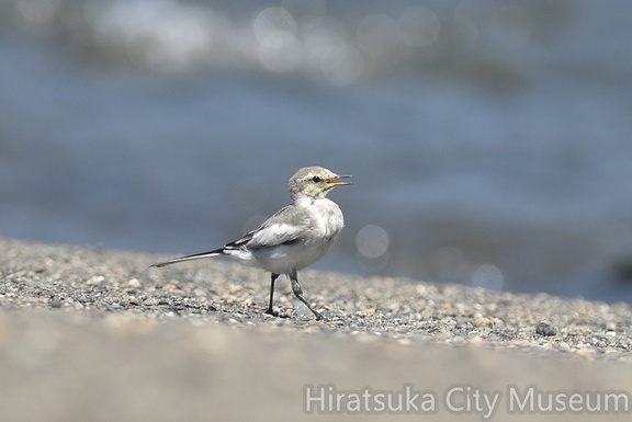 ハクセキレイ幼鳥2020.08.21平塚（撮影　岡根武彦）