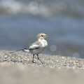 ハクセキレイ幼鳥2020.08.21平塚（撮影　岡根武彦）