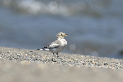 ハクセキレイ幼鳥2020.08.21平塚（撮影　岡根武彦）