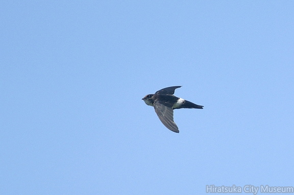 ヒメアマツバメ2020.08.19平塚（撮影　岡根武彦）