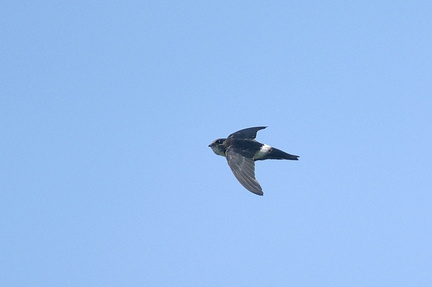 ヒメアマツバメ2020.08.19平塚（撮影　岡根武彦）