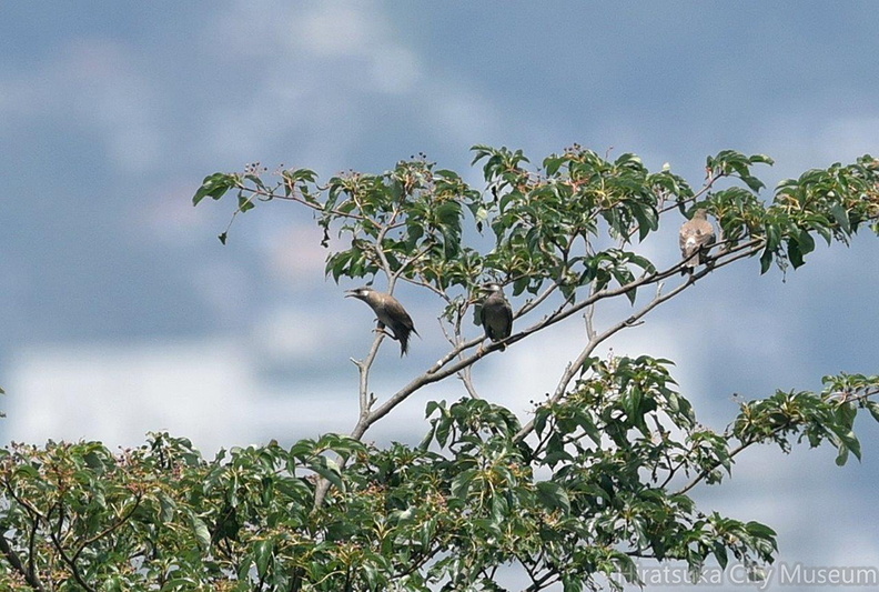 ムクドリ2020.08.07平塚（撮影　岡根武彦）.jpg
