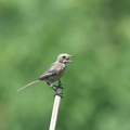 モズ幼鳥2020.08.05平塚（撮影　岡根武彦）