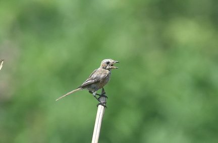 モズ幼鳥2020.08.05平塚（撮影　岡根武彦）