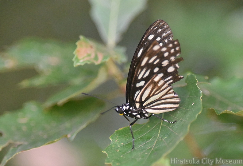 ゴマダラチョウ2020.08.25平塚（撮影　岡根武彦）.jpg