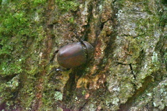カブトムシ♀2020.08.07平塚（撮影　岡根武彦）