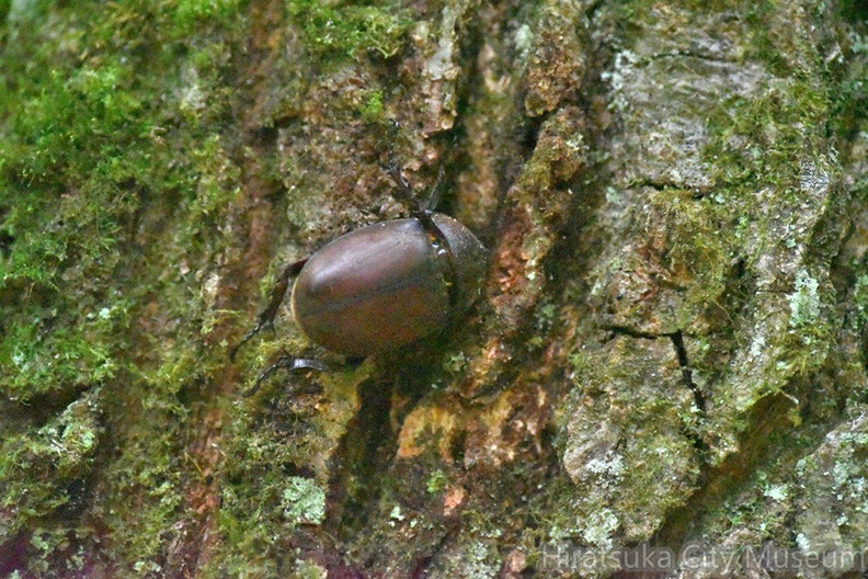 カブトムシ♀2020.08.07平塚（撮影　岡根武彦）.jpg