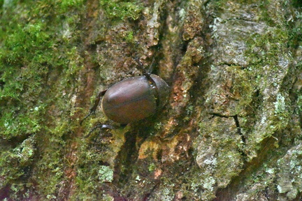 カブトムシ♀2020.08.07平塚（撮影　岡根武彦）