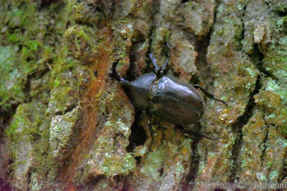 カブトムシ♂2020.08.07平塚（撮影　岡根武彦）