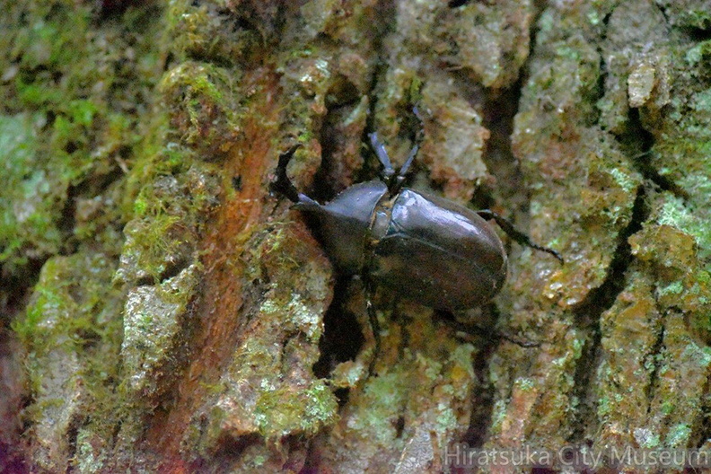 カブトムシ♂2020.08.07平塚（撮影　岡根武彦）.jpg