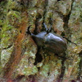 カブトムシ♂2020.08.07平塚（撮影　岡根武彦）
