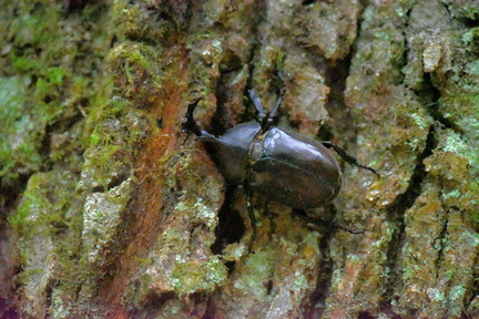 カブトムシ♂2020.08.07平塚（撮影　岡根武彦）