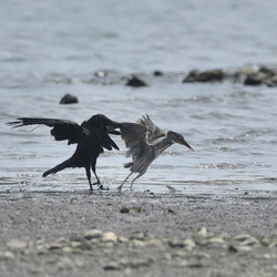 ササゴイとハシブトガラスの攻防（撮影　岡根武彦）