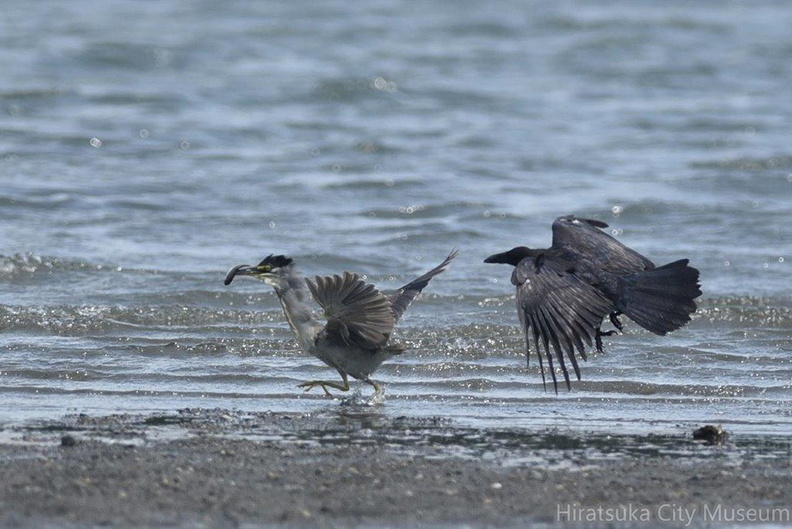 ハシブトガラスから逃れるササゴイ2020.08.18平塚新港（撮影　岡根武彦）.jpg