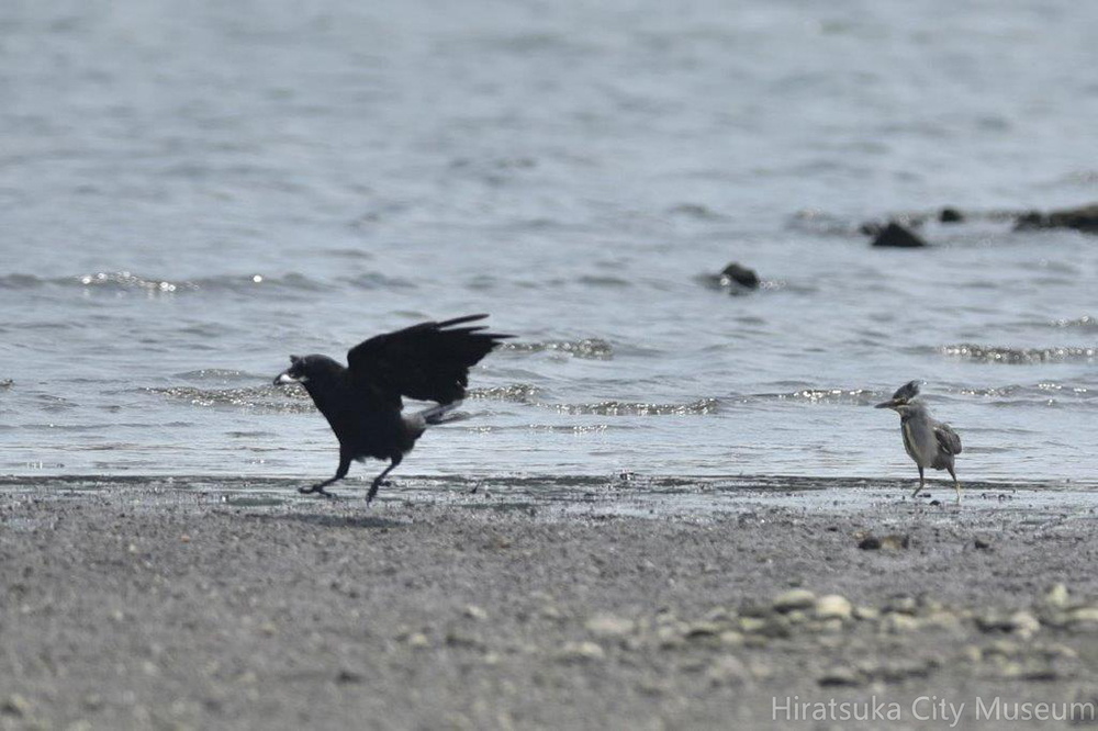 魚を盗られたササゴイ2020.08.18平塚新港（撮影　岡根武彦）