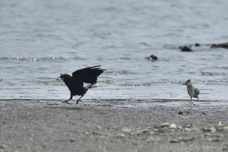 魚を盗られたササゴイ2020.08.18平塚新港（撮影　岡根武彦）.jpg