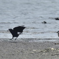 魚を盗られたササゴイ2020.08.18平塚新港（撮影　岡根武彦）