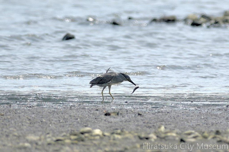 魚を捕らえたササゴイ2020.08.18平塚新港（撮影　岡根武彦）