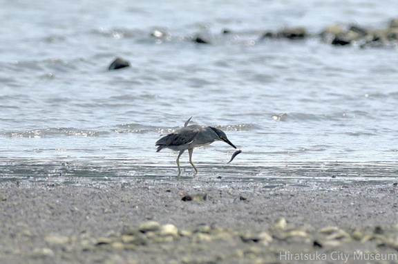 魚を捕らえたササゴイ2020.08.18平塚新港（撮影　岡根武彦）