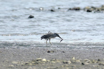 魚を捕らえたササゴイ2020.08.18平塚新港（撮影　岡根武彦）
