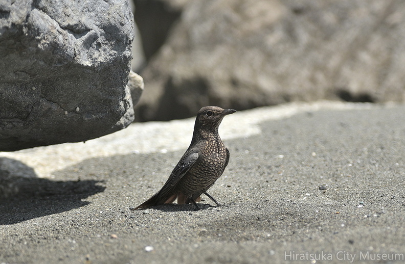 1_こちらに気づいたイソヒヨドリ♀2020.08.24平塚（撮影　岡根武彦）.jpg