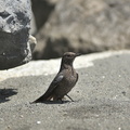 1 こちらに気づいたイソヒヨドリ♀2020.08.24平塚（撮影　岡根武彦）