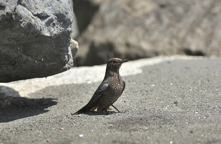 1 こちらに気づいたイソヒヨドリ♀2020.08.24平塚（撮影　岡根武彦）