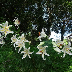 夏の自然観察（撮影　松本富美江）