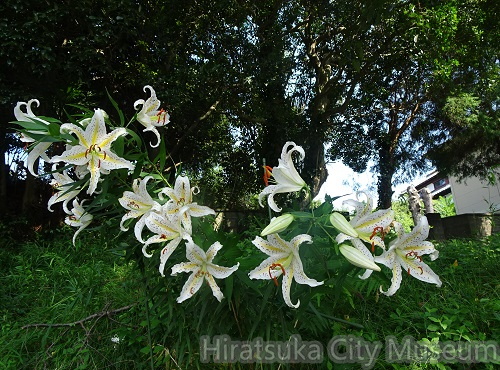 ヤマユリ20200803平塚（撮影　松本富美江）.jpg