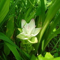 ウコンの花20200817平塚（撮影　松本富美江）