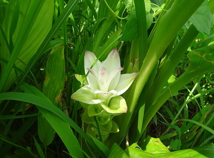 ウコンの花20200817平塚（撮影　松本富美江）