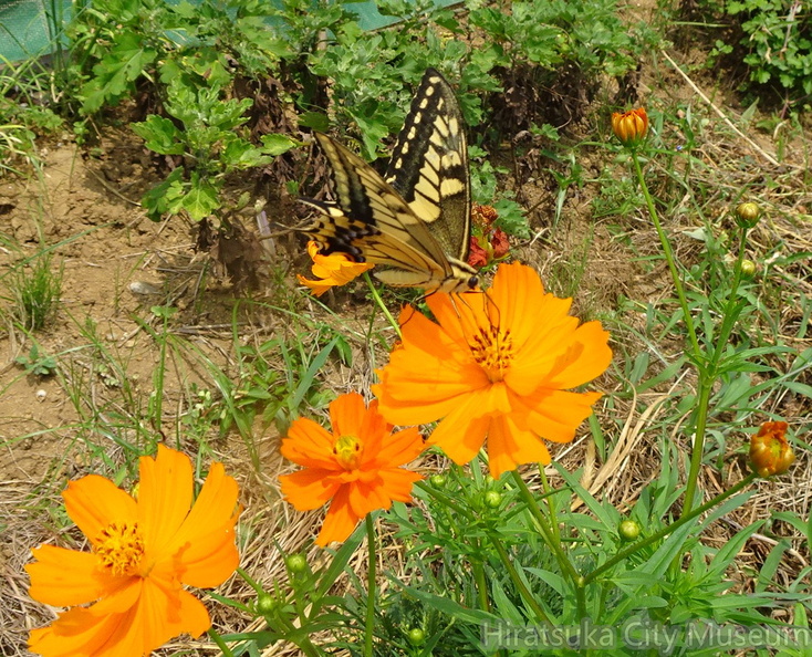 キアゲハ20200817平塚（撮影　松本富美江）.jpg
