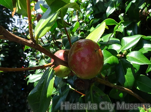 ツバキの実20200801平塚（撮影　松本富美江）.jpg