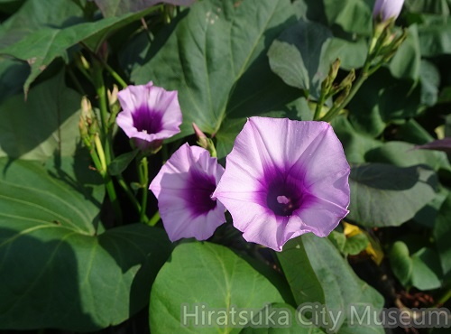 サツマイモの花20200804平塚（撮影　松本富美江）.jpg