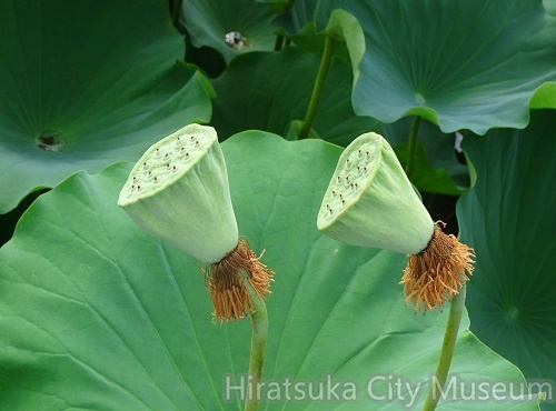 ハスの花痕20200817平塚（撮影　松本富美江）.jpg